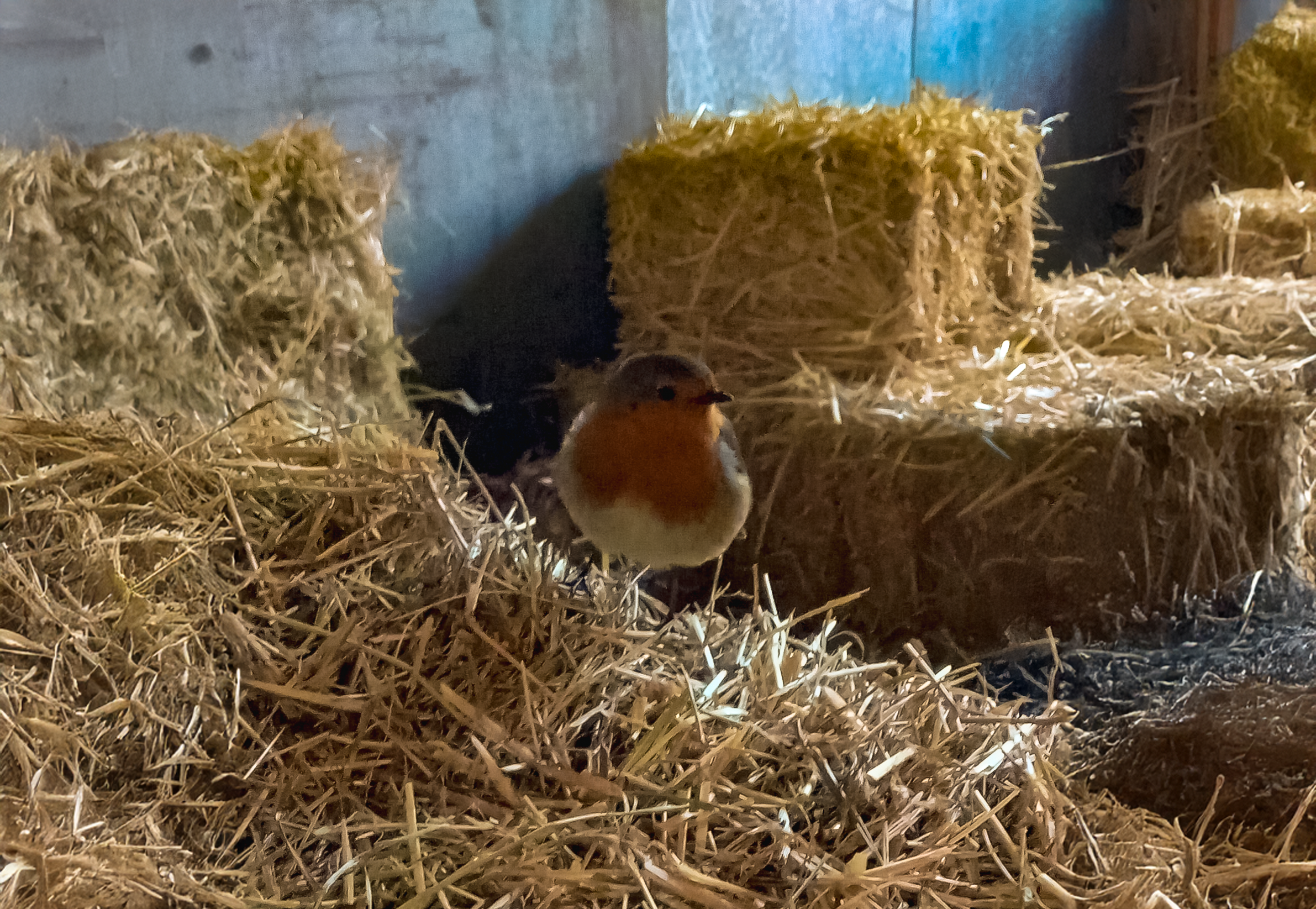 A robin bird perched on a hay bale in a barn.