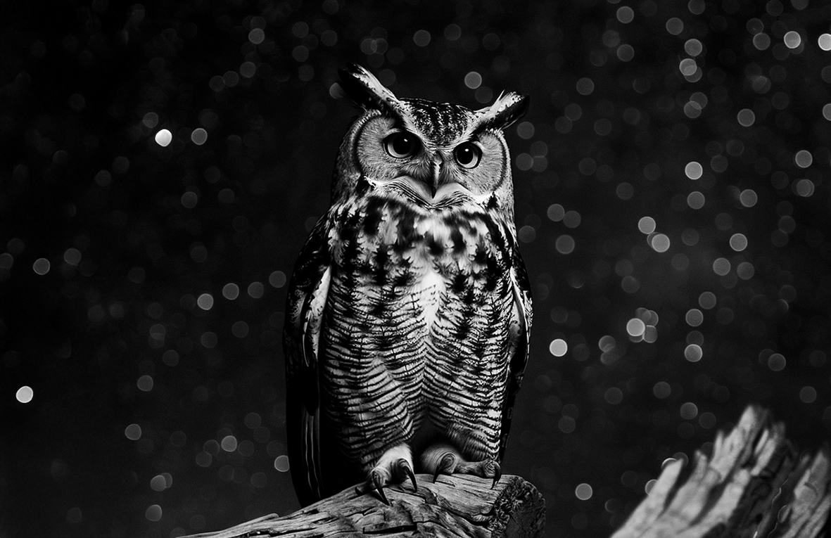 A majestic Eagle Owl with large, dark eyes and prominent ear tufts sits on a branch against a dark, starry or bokeh-filled background, all in black and white.