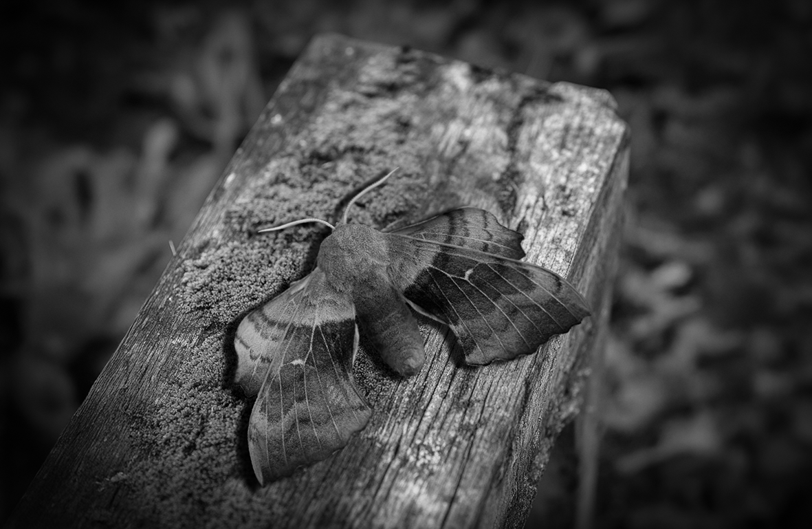 A detailed black and white close-up of a moth with patterned wings resting on a weathered, mossy piece of wood, showing texture and depth.